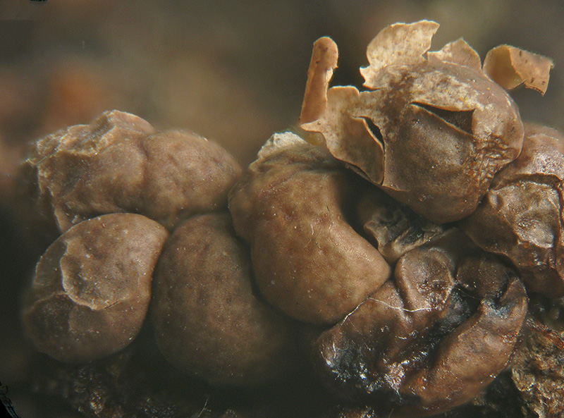 Diderma floriforme ?